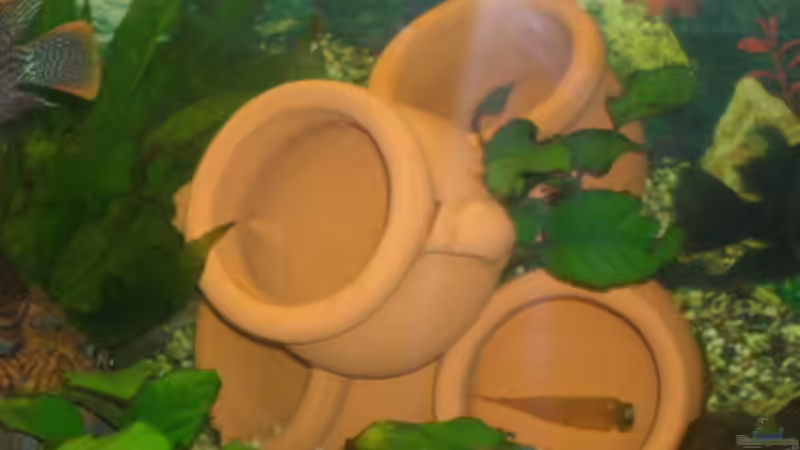 Dekoration im Aquarium Becken 2679 von Sigfried Scheiber (4)