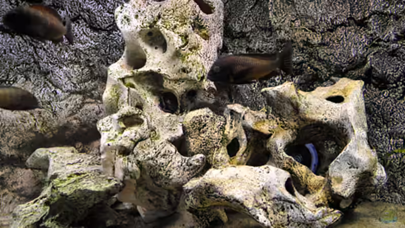 Dekoration im Aquarium Becken 268 von Helmut Hollfelder (7)