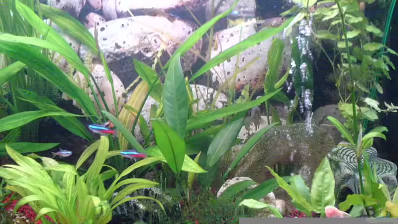 Dekoration im Aquarium Becken 2684 von Thomas Riemenschneider (8)