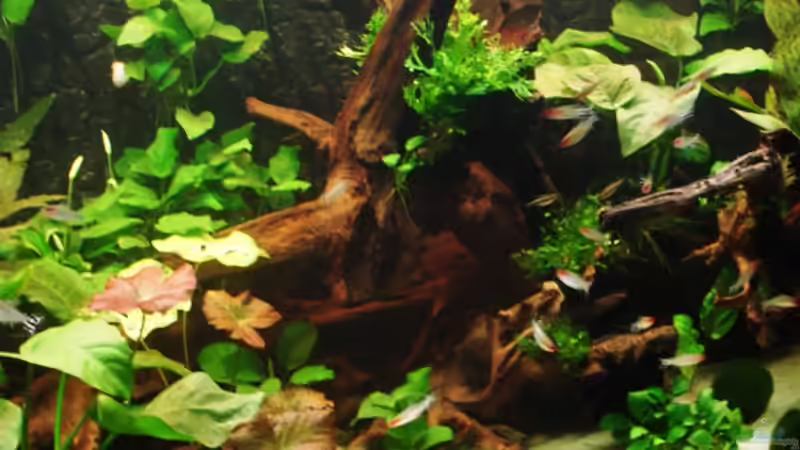 Dekoration im Aquarium Becken 269 von Katja Knoll (13)