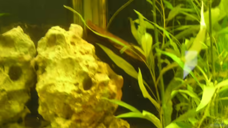 Dekoration im Aquarium Becken 2697 von Stefan Kuhne (3)