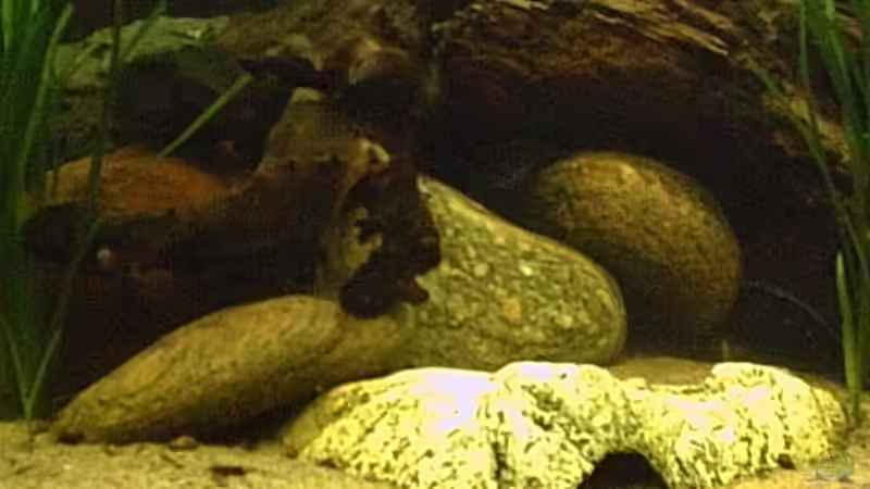 Dekoration im Aquarium Becken 2699 von Thomas Schröder (12)