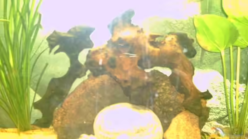 Dekoration im Aquarium Becken 2699 von Thomas Schröder (13)