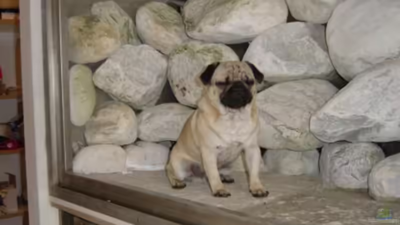 Dekoration im Aquarium Becken 271 von Manfred Miller (3)