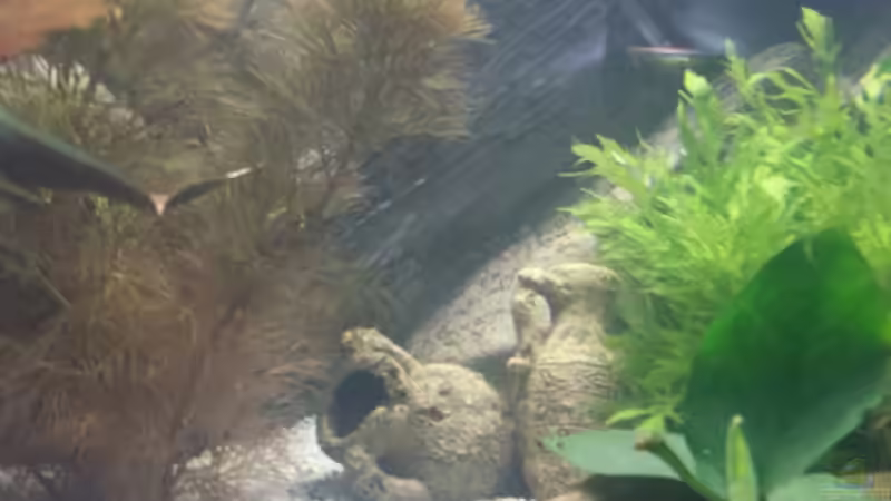 Dekoration im Aquarium Becken 27240 von Eisbaer (8)