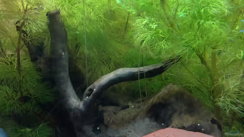 Dekoration im Aquarium Becken 27368 von Svenja Zeidler (14)