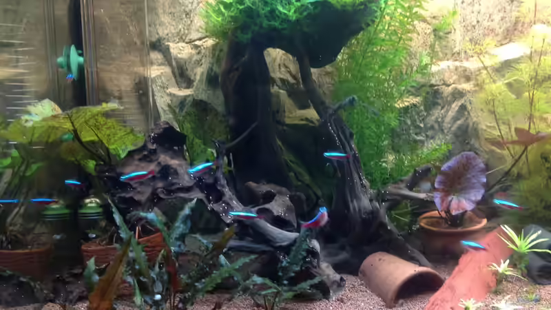 Dekoration im Aquarium Becken 27368 von Svenja Zeidler (15)