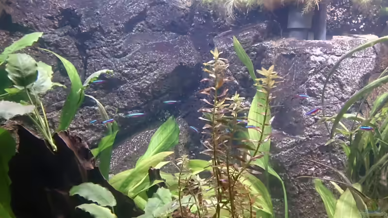 Dekoration im Aquarium Becken 27455 (nur noch als Beispiel) von Oliver Boden (31)