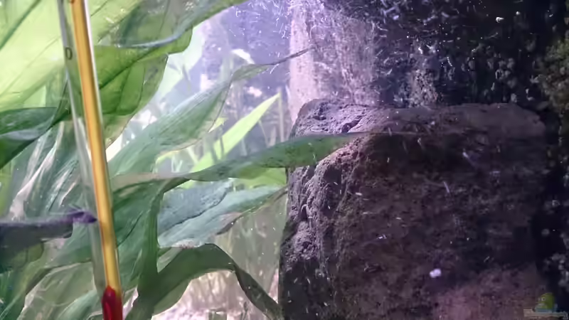 Dekoration im Aquarium Becken 27455 (nur noch als Beispiel) von Oliver Boden (33)