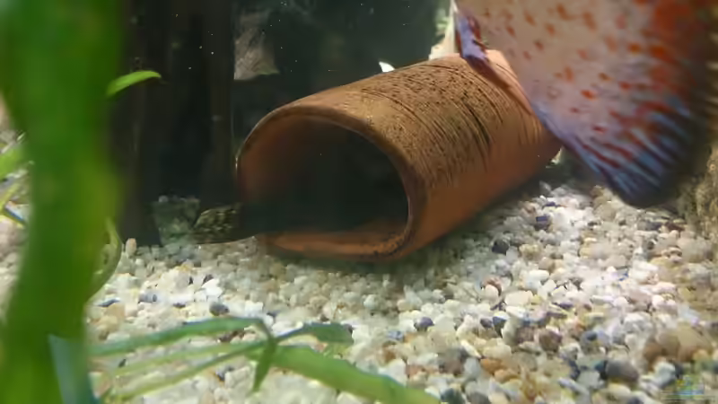 Dekoration im Aquarium Becken 27455 (nur noch als Beispiel) von Oliver Boden (34)