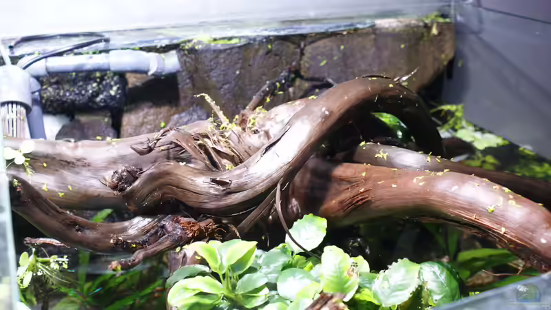 Dekoration im Aquarium Becken 27455 (nur noch als Beispiel) von Oliver Boden (36)