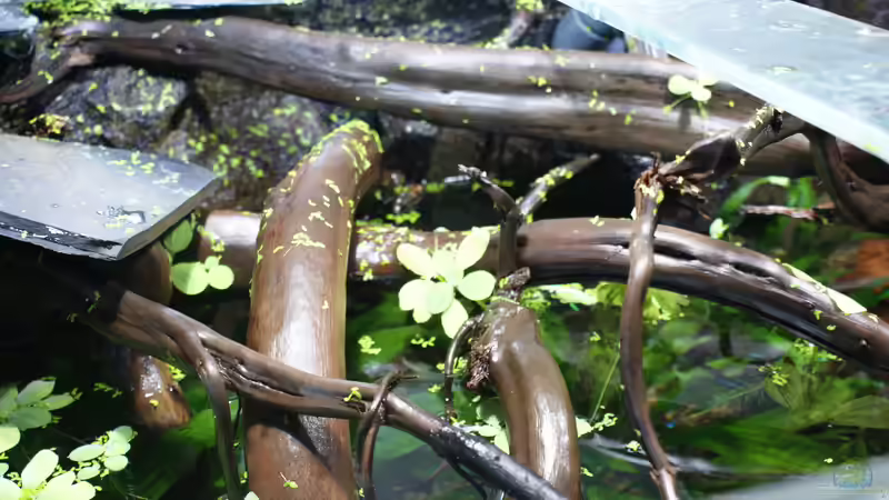 Dekoration im Aquarium Becken 27455 (nur noch als Beispiel) von Oliver Boden (37)