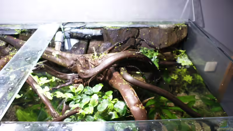 Dekoration im Aquarium Becken 27455 (nur noch als Beispiel) von Oliver Boden (38)