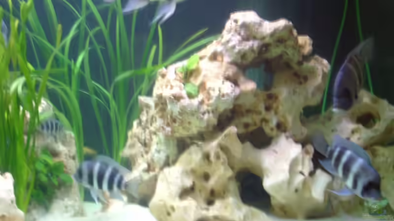 Dekoration im Aquarium Becken 275 von Fred Kronberg (3)