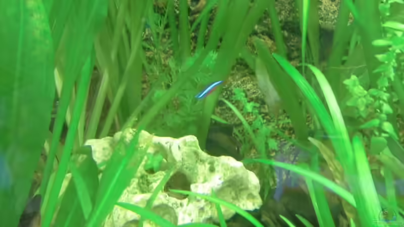 Dekoration im Aquarium Becken 27534 von Thomas Seidenstuecker (15)