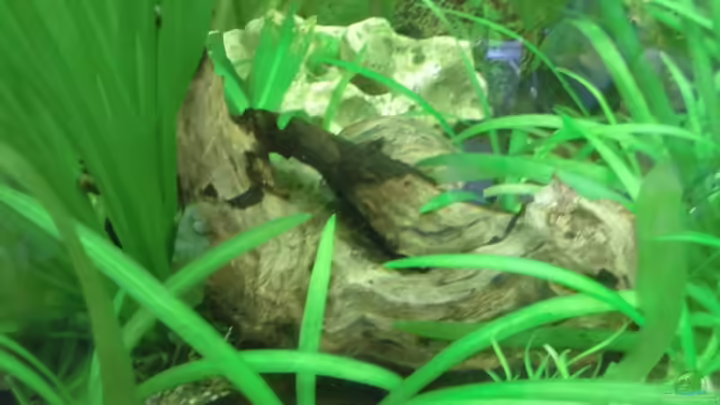 Dekoration im Aquarium Becken 27534 von Thomas Seidenstuecker (16)