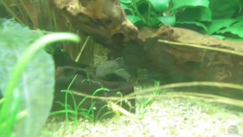 Dekoration im Aquarium Becken 27534 von Thomas Seidenstuecker (17)