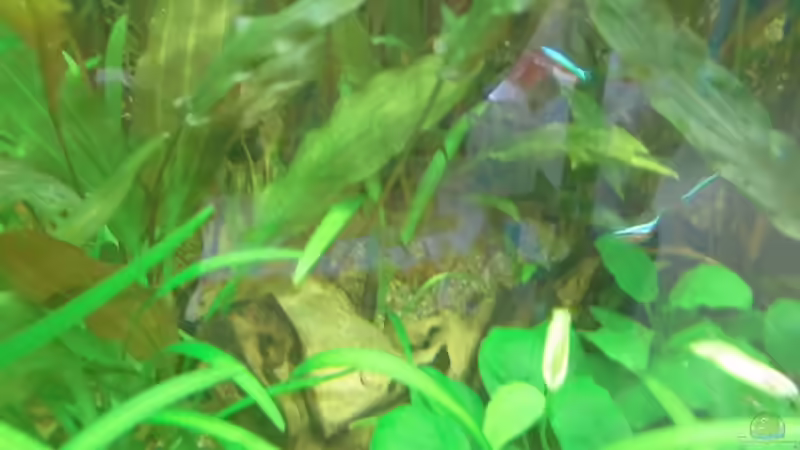 Dekoration im Aquarium Becken 27534 von Thomas Seidenstuecker (18)