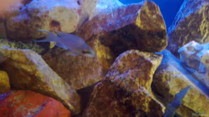 Dekoration im Aquarium Becken 27594 von Torsten N. (8)