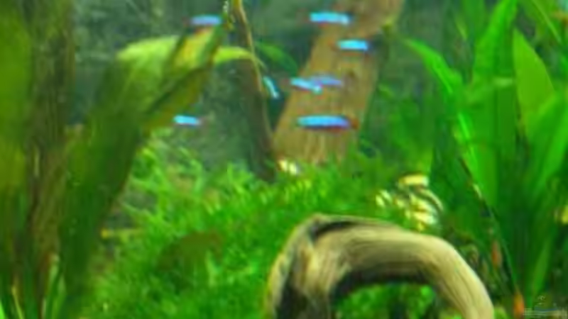 Dekoration im Aquarium Becken 2767 von Rauti (6)