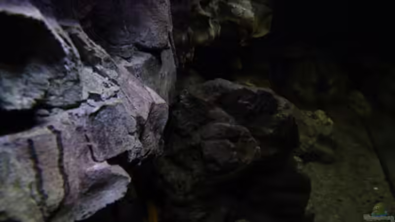 Dekoration im Aquarium Becken 27745 von namaycushfreak (29)