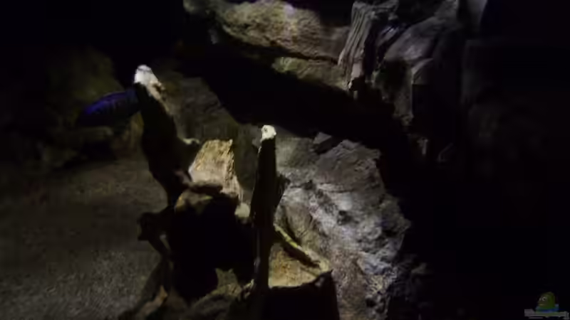 Dekoration im Aquarium Becken 27745 von namaycushfreak (33)