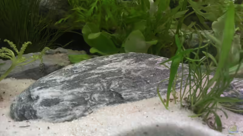 Dekoration im Aquarium Becken 27772 von Jan H. (24)