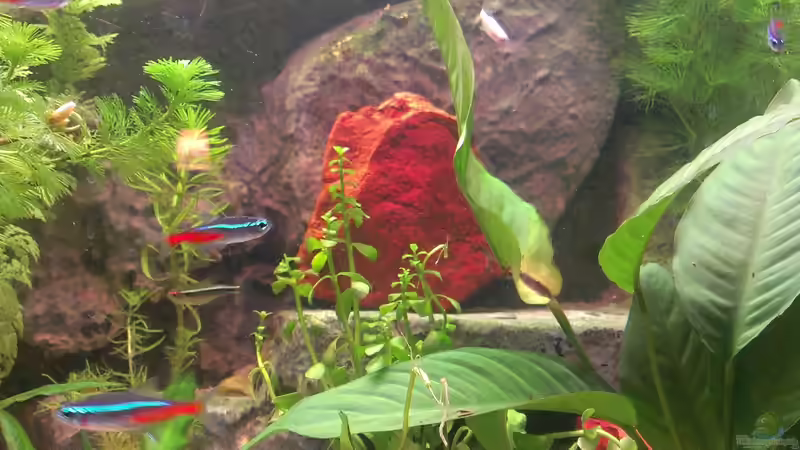 Dekoration im Aquarium Becken 27772 von Jan H. (25)