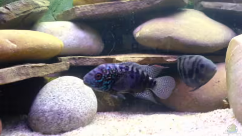 Dekoration im Aquarium Becken 2779 von Frank Rollmann (5)