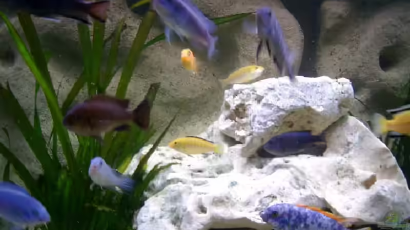 Dekoration im Aquarium Becken 278 von Michael Habermann (4)