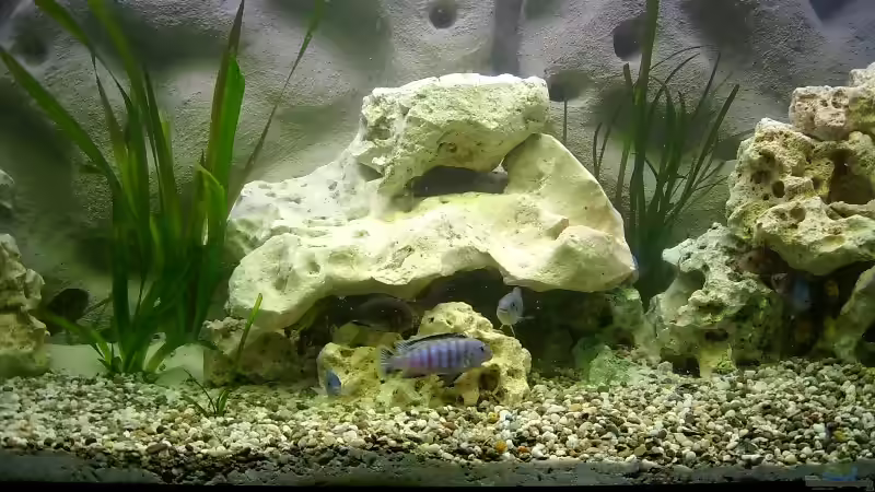 Dekoration im Aquarium Becken 278 von Michael Habermann (5)