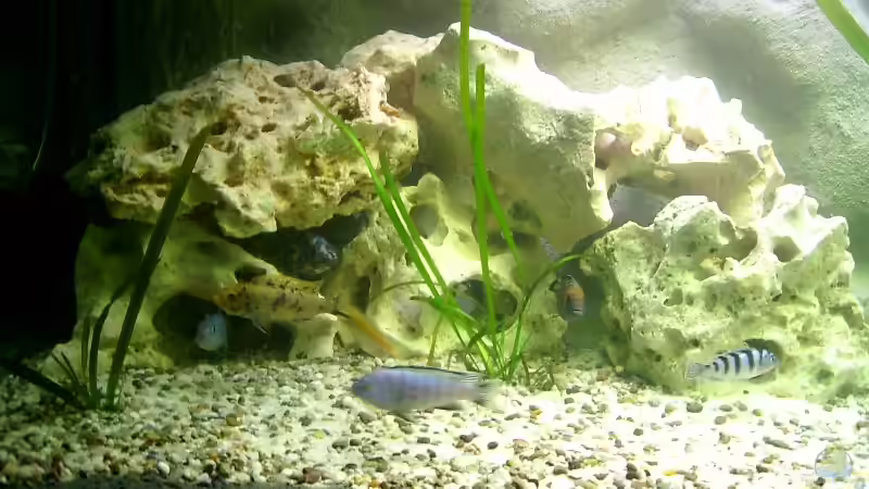 Dekoration im Aquarium Becken 278 von Michael Habermann (6)