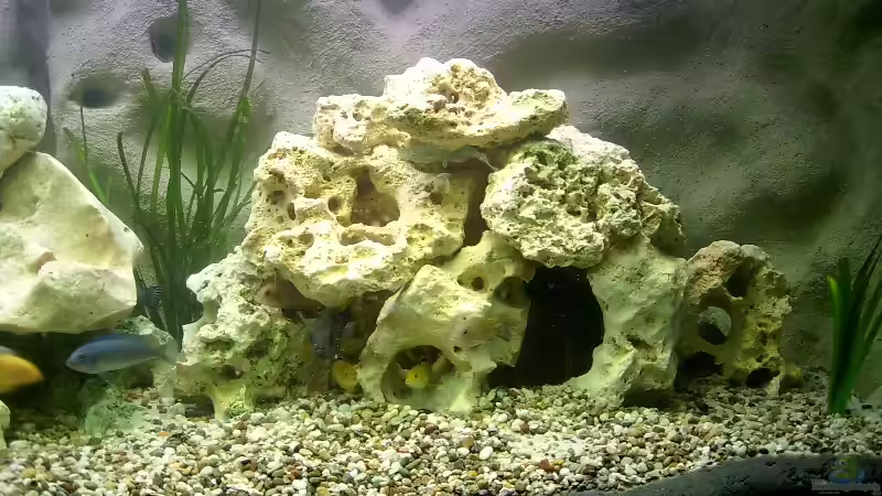 Dekoration im Aquarium Becken 278 von Michael Habermann (7)