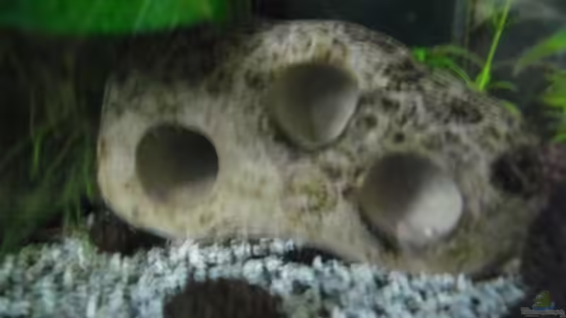 Dekoration im Aquarium Becken 27826 (Nur noch als Beispiel) von Ruppinho (21)