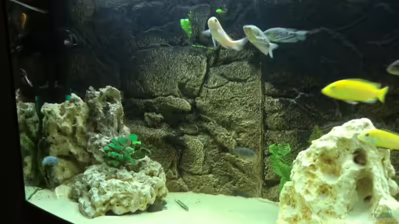 Dekoration im Aquarium Becken 27926 von Aspel82 (15)