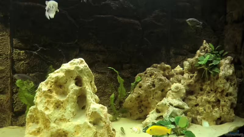 Dekoration im Aquarium Becken 27926 von Aspel82 (16)