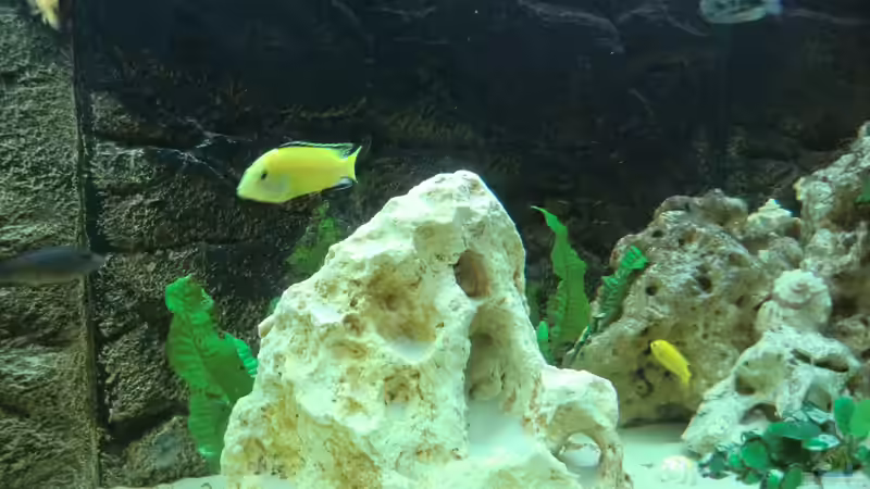 Dekoration im Aquarium Becken 27926 von Aspel82 (17)