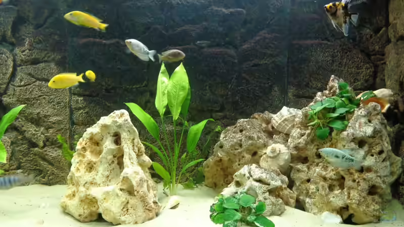 Dekoration im Aquarium Becken 27926 von Aspel82 (21)