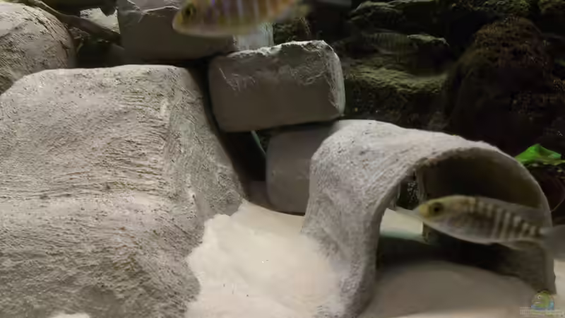 Dekoration im Aquarium Becken 28171 von Paul8 (7)