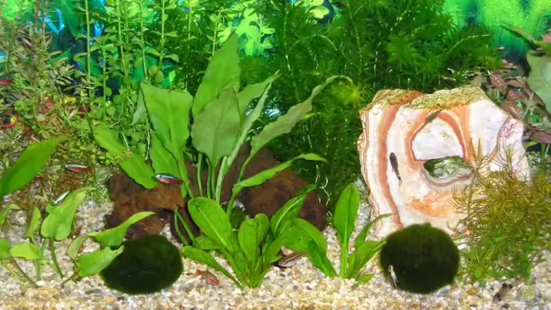 Dekoration im Aquarium Becken 2820 von Silke Schmidt (2)