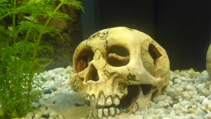 Dekoration im Aquarium Becken 2821 von Jörg Stegink (7) (11)