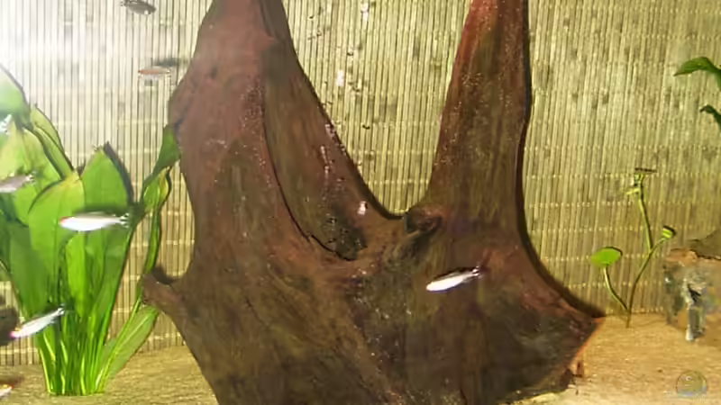 Dekoration im Aquarium Becken 2829 von Sascha Hentrich (3)