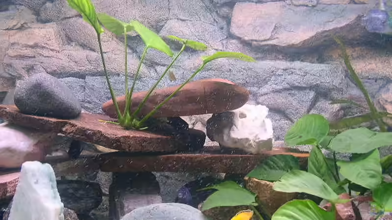 Dekoration im Aquarium Becken 283 von Walter Auburger (4)