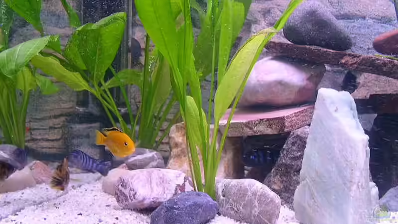 Dekoration im Aquarium Becken 283 von Walter Auburger (6)