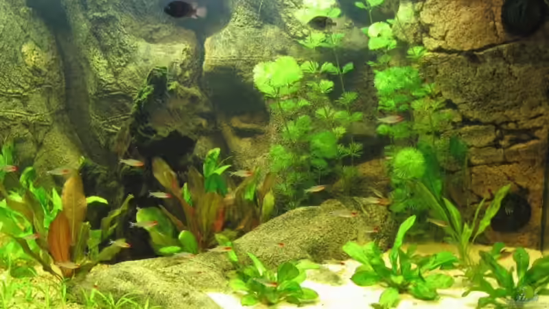 Dekoration im Aquarium Becken 2842 von Torsten Barthel (4)