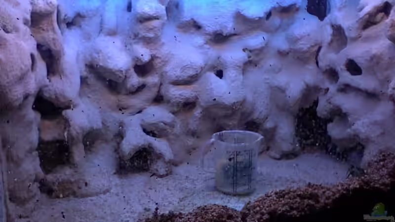 Dekoration im Aquarium Becken 2847 von Sören Petersen (10)