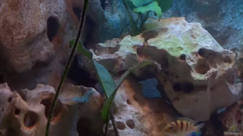 Dekoration im Aquarium Becken 2847 von Sören Petersen (12)