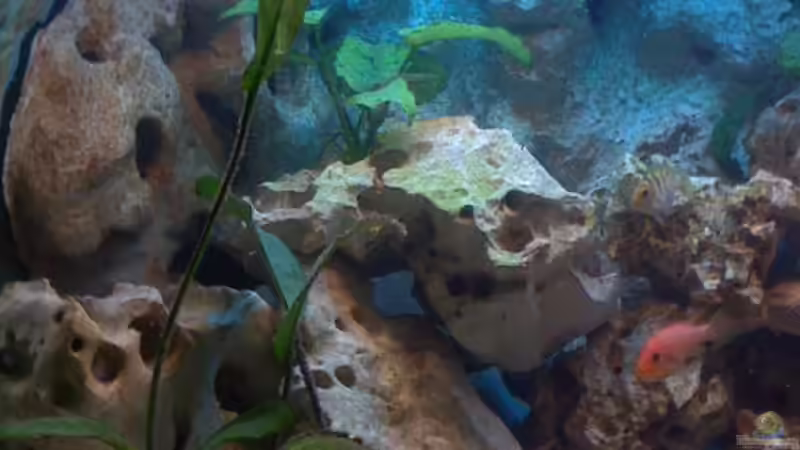 Dekoration im Aquarium Becken 2847 von Sören Petersen (13)