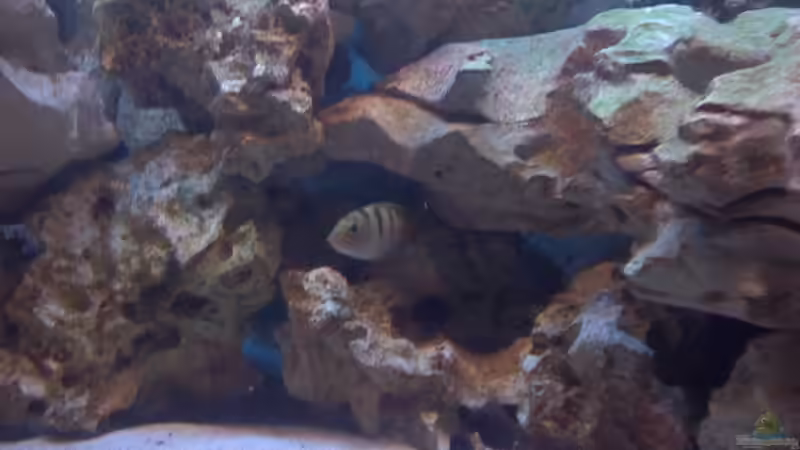 Dekoration im Aquarium Becken 2847 von Sören Petersen (14)