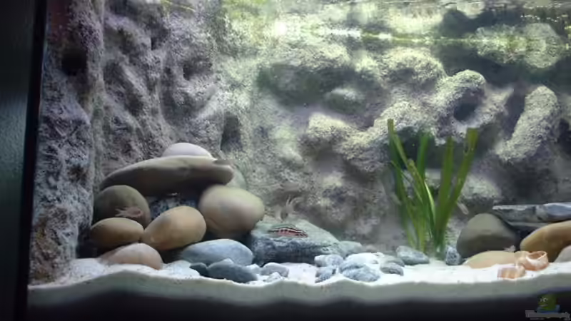 Dekoration im Aquarium Becken 286 von Ralf Romer (5)